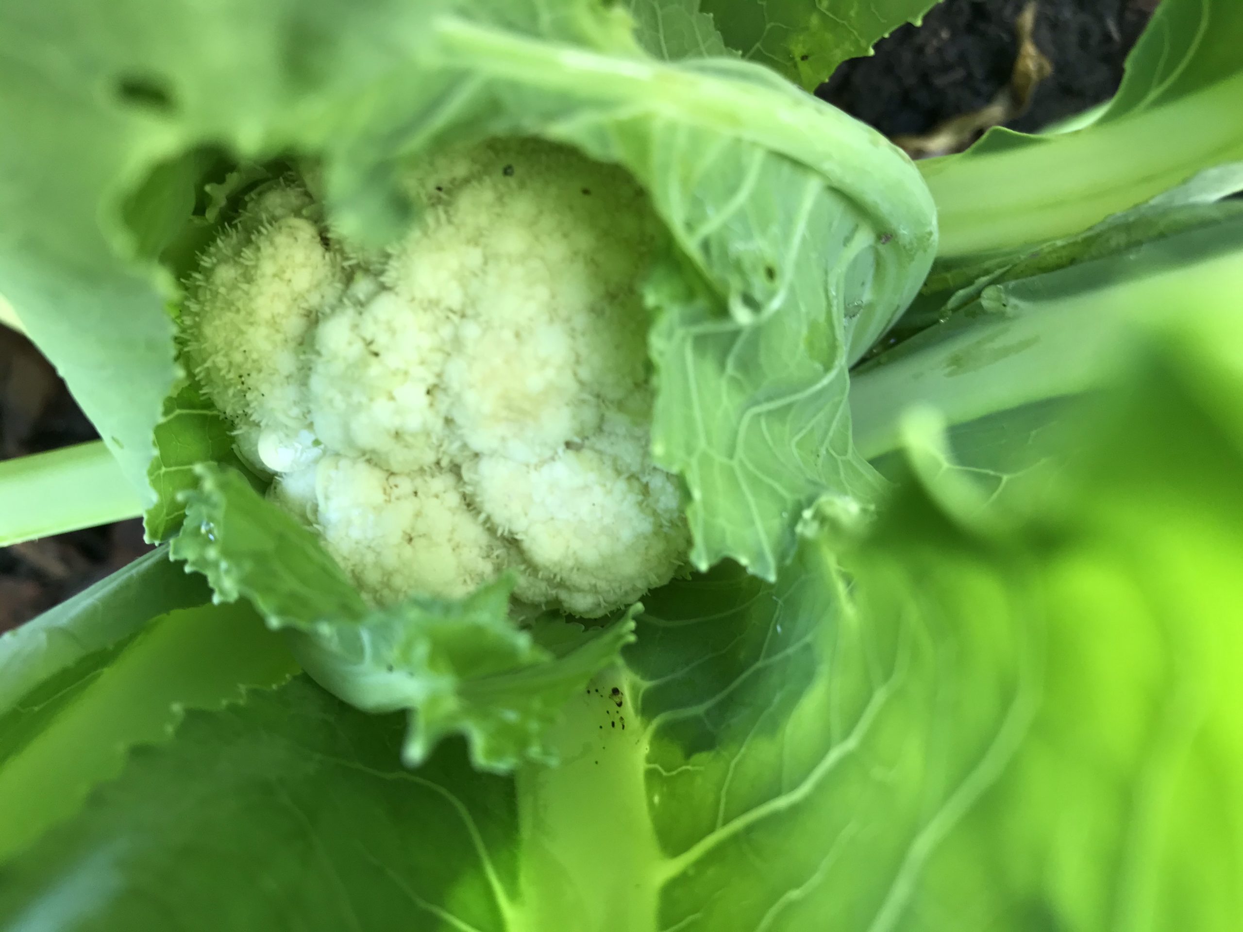 Nieuwe wending, nieuwe moestuin